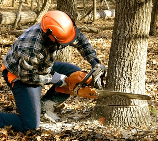 Tree Removal in Ocean View, NJ